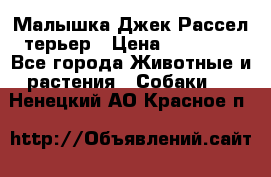 Малышка Джек Рассел терьер › Цена ­ 40 000 - Все города Животные и растения » Собаки   . Ненецкий АО,Красное п.